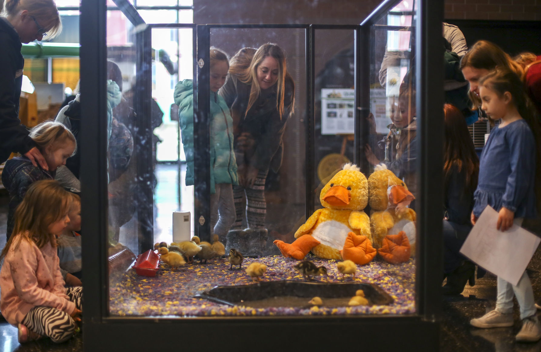 041419-mda-nws-ducks-010